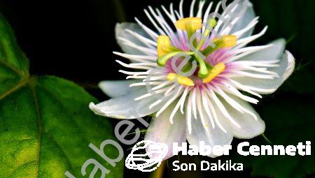 Passiflora Şurup Nedir?