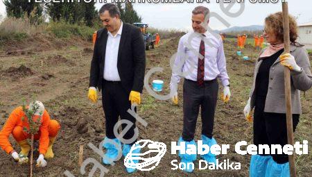 Dalaman Cezaevi Arazisi Sakız Ağaçlarıyla Yeşeriyor: Mahkumlara Yeni Umut