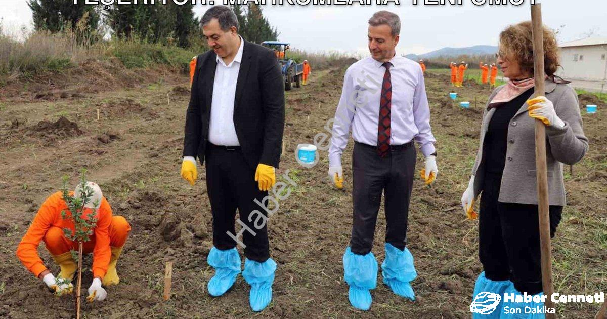 "Dalaman Cezaevi Arazisi Sakız Ağaçlarıyla Yeşeriyor: Mahkumlara Yeni Umut" başlıklı haber için foto