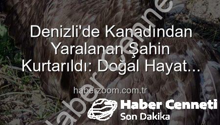 Denizli’de Kanadından Yaralı Bulunan Şahin, Yaşam Mücadelesi Veriyor: Tedavisi Başladı