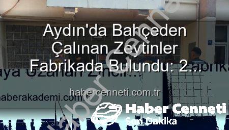 Aydın’da Bahçeden Çalınan Zeytinler Fabrikada Bulundu: 2 Gözaltı!