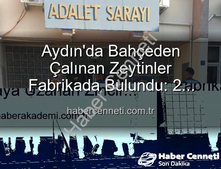 zeytin hırsızlığı - Aydın'da Bahçeden Çalınan Zeytinler Fabrikada Bulundu: 2 Gözaltı!