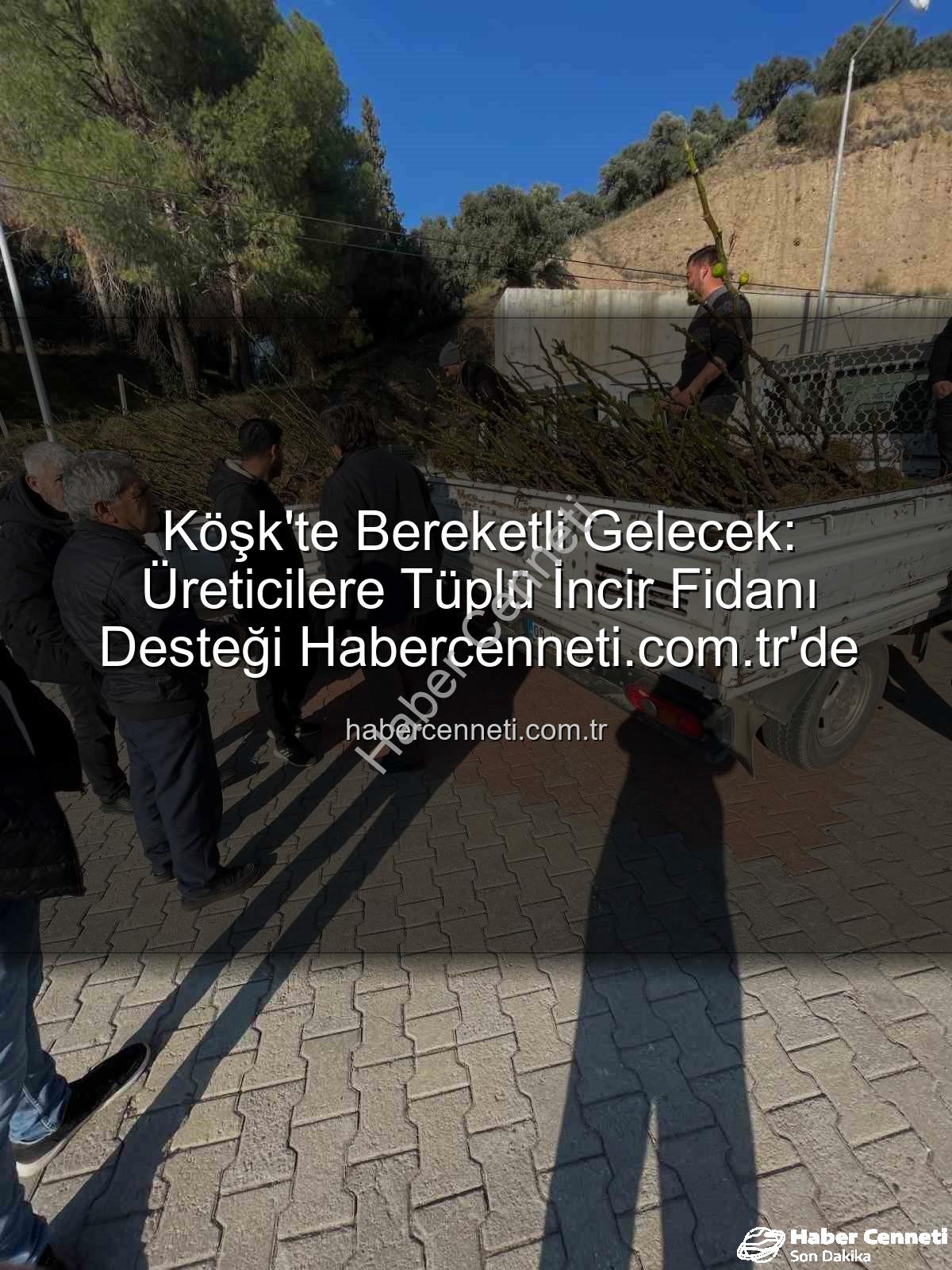 tüplü incir fidanı - Köşk'te Bereketli Gelecek: Üreticilere Tüplü İncir Fidanı Desteği Habercenneti.com.tr'de