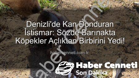 Denizli’de Kan Donduran İstismar: Sözde Barınakta Köpekler Açlıktan Birbirini Yedi!