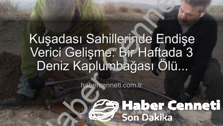 Kuşadası Sahillerinde Endişe Verici Gelişme: Bir Haftada 3 Deniz Kaplumbağası Ölü Bulundu