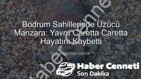 Bodrum Sahillerinde Üzücü Manzara: Yavru Caretta Caretta Hayatını Kaybetti