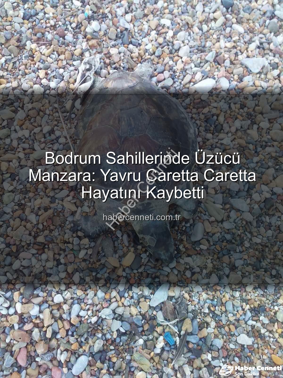 yavru caretta caretta - Bodrum Sahillerinde Üzücü Manzara: Yavru Caretta Caretta Hayatını Kaybetti