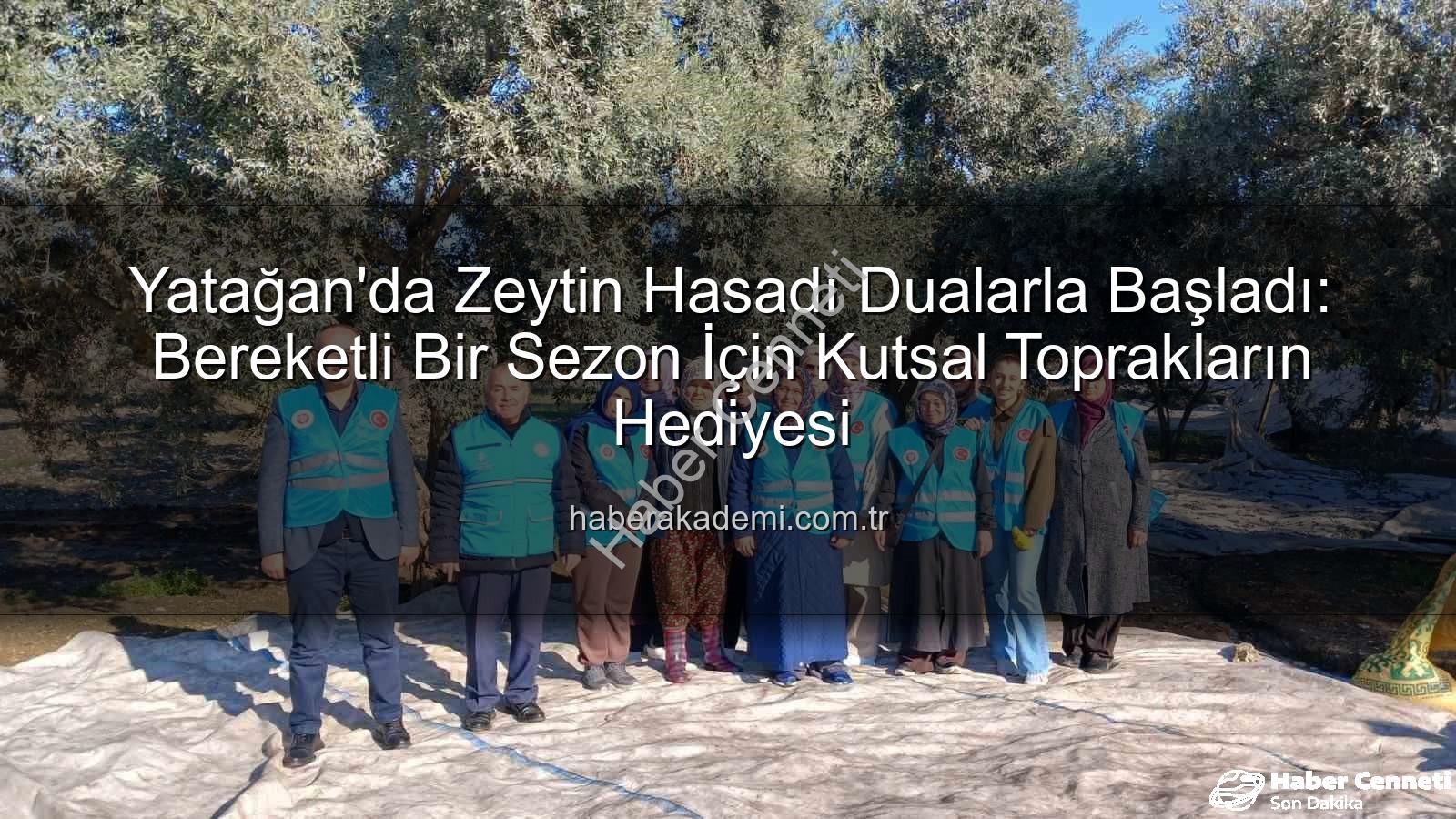 zeytin hasadı - Yatağan'da Zeytin Hasadı Bereket Duasıyla Başladı: İlçe Müftülüğü'nden Anlamlı Etkinlik