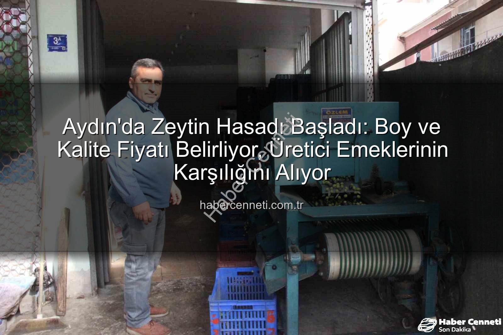 Aydın zeytin hasadı - Aydın'da Zeytin Hasadı Başladı: Boy ve Kalite Fiyatı Belirliyor, Üretici Emeklerinin Karşılığını Alıyor