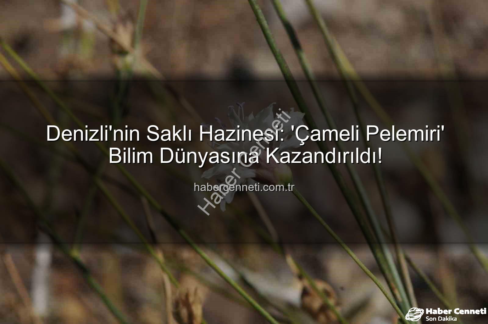 Çameli pelemiri - Denizli'nin Saklı Hazinesi: 'Çameli Pelemiri' Bilim Dünyasına Kazandırıldı!