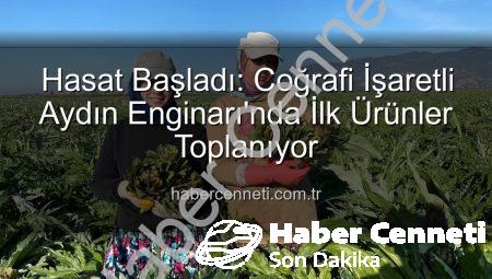 Hasat Başladı: Coğrafi İşaretli Aydın Enginarı’nda İlk Ürünler Toplanıyor
