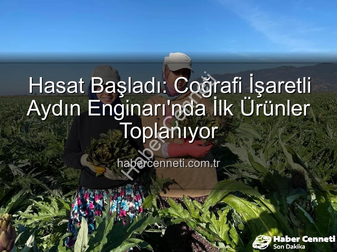 Aydın Enginarı - Hasat Başladı: Coğrafi İşaretli Aydın Enginarı'nda İlk Ürünler Toplanıyor