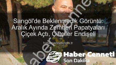 Sarıgöl’de Beklenmedik Görüntü: Aralık Ayında Zemheri Papatyaları Çiçek Açtı, Çiftçiler Endişeli