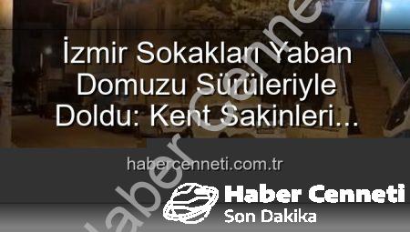 İzmir Sokakları Yaban Domuzu Sürüleriyle Doldu: Kent Sakinleri Tedirgin!