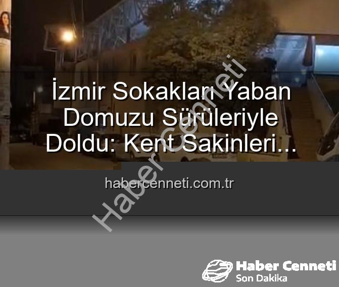 yaban domuzu - İzmir Sokakları Yaban Domuzu Sürüleriyle Doldu: Kent Sakinleri Tedirgin!
